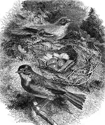 포토 JPG 해외이미지 동물 유럽 날개 일러스트 자연 조류 종류 미술 사람없음 골짜기 계란 검은색 수확 골동품 흰색 역사 둥지 깃털 그림 생물학 부리 판화 내추럴 연지 옛날 해외202004 해외202105 해외포토 교육 나라 컬러 농업 문화예술 알 생태계 파일형식