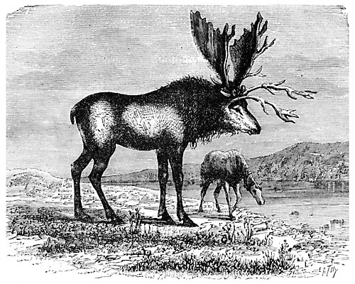 포토 JPG 해외이미지 호수 야생동물 일러스트 뿔 미술 사람없음 강 검은색 수확 골동품 흰색 시간 역사 연 그림 생물학 화석 고생물 판화 멸종 기간 옛날 해외202004 해외202105 해외포토 동물 교육 컬러 농업 문화예술 생물 놀이용품 파일형식