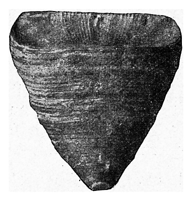 포토 JPG 해외이미지 모양 동물 야생동물 패턴 일러스트 생물 미술 사람없음 옆모습 검은색 수확 골동품 흰색 조직 역사 산호 삼각형 그림 생물학 치수 판화 원뿔 내추럴 동물상 성배 옛날 해외202004 해외202105 해외포토 도형 교육 뷰포인트 컬러 무늬 농업 문화예술 조형물 자포동물 파일형식