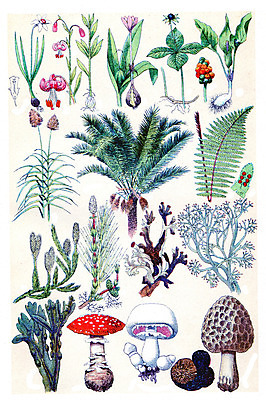 포토 JPG 해외이미지 식물 일러스트 자연 아이슬란드 종류 손바닥 이끼 미술 사람없음 검은색 수확 골동품 가을 흰색 개화 날짜 역사 백합 그림 생물학 수선화 판화 내추럴 영원 옛날 사탕수수 파리(프랑스) 해외202004 해외202105 해외포토 손 계절 교육 꽃 유럽 컬러 농업 문화예술 생태계 파일형식