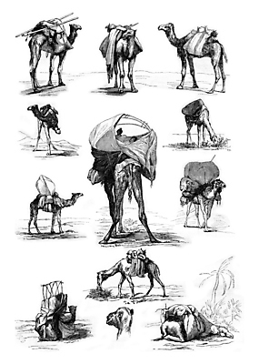 포토 JPG 해외이미지 동물 일러스트 자연 미술 사람없음 스터디 검은색 가축 수확 골동품 성장 흰색 역사 그림 생물학 낙타 판화 혹 내추럴 단봉낙타 옛날 해외202004 해외202105 해외포토 교육 컬러 농업 포유류 문화예술 학습 생태계 파일형식