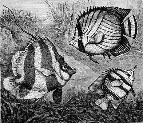 포토 JPG 해외이미지 바다 일러스트 자연 종류 어류 미술 사람없음 검은색 수중 수확 골동품 흰색 역사 그림 생물학 지느러미 판화 내추럴 옛날 해외202004 해외202105 해외포토 교육 컬러 농업 문화예술 수중동물 생태계 파일형식