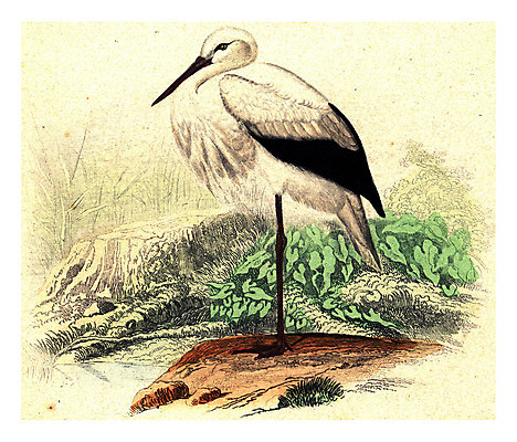 포토 JPG 해외이미지 동물 야생동물 날개 일러스트 자연 조류 생물 미술 사람없음 그래픽 수확 역사 큼 깃털 묘사 그림 생물학 부리 목 계산서 동물상 스카우트 황새 해외202004 해외202105 해외포토 교육 농업 문화예술 신체부위 조형물 크기 생태계 파일형식