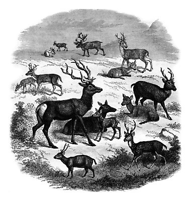 포토 JPG 해외이미지 동물 공원 야생동물 섬 일러스트 자연 사슴 종류 미술 사람없음 검은색 수확 골동품 흰색 돼지 역사 그림 꼬리 판화 내추럴 순록 엘크 옛날 해외202004 해외202105 해외포토 공공시설 컬러 농업 포유류 문화예술 생태계 파일형식