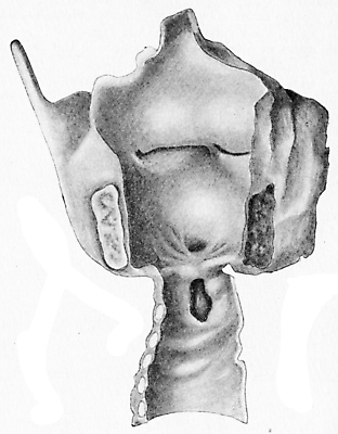 포토 JPG 해외이미지 과학 일러스트 해부 미술 사람 사람없음 검은색 수확 골동품 흰색 반지 역사 질병 그림 생물학 판화 연골 옛날 해외202004 해외202105 해외포토 교육 컬러 농업 장신구 의학 문화예술 파일형식