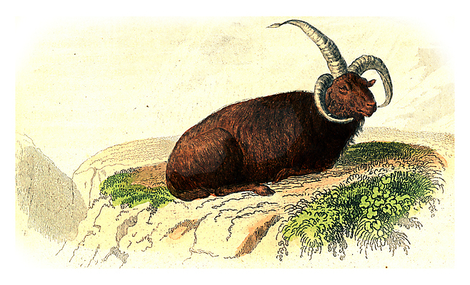 포토 JPG 해외이미지 동물 야생동물 일러스트 포유류 자연 생물 뿔 아이슬란드 미술 사람없음 그래픽 농장 가축 양 소 묘사 양자리 램 반추동물 해외202004 해외202105 해외포토 유럽 농업 문화예술 별자리 생태계 파일형식