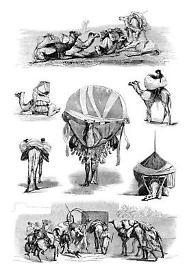 포토 JPG 해외이미지 동물 여행 일러스트 교통시설 미술 사람 사람없음 검은색 수확 골동품 흰색 역사 승차 그림 낙타 판화 단봉낙타 옛날 해외202004 해외202105 해외포토 컬러 교통 농업 포유류 모션 문화예술 시설 파일형식