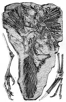 포토 JPG 해외이미지 동물 일러스트 해부 조류 뼈 골격 독일 종류 미술 사람없음 검은색 수확 골동품 흰색 역사 그림 생물학 화석 고생물 판화 멸종 옛날 바이에른 쥬라기 해외202004 해외202105 해외포토 교육 유럽 컬러 농업 의학 문화예술 생물 파일형식
