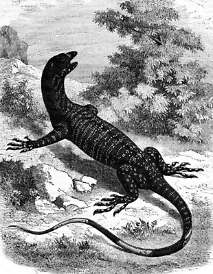 포토 JPG 해외이미지 동물 디자인 패턴 일러스트 파충류 자연 종류 미술 사람없음 검은색 수확 골동품 흰색 역사 호주 그림 생물학 꼬리 육식동물 고생물 판화 몬스터 옛날 해외202004 해외202105 해외포토 교육 컬러 무늬 농업 문화예술 생물 오세아니아 생태계 파일형식