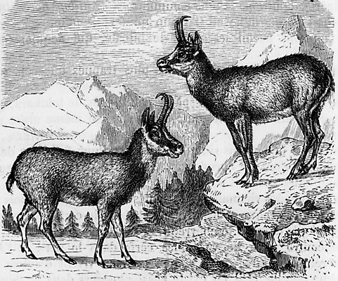 포토 JPG 해외이미지 동물 야생동물 밭 일러스트 자연 초식동물 염소 생물 뿔 미술 사람없음 목재 가축 수확 골동품 역사 그림 생물학 영양 판화 동물상 옛날 해외202004 해외202105 해외포토 나무 교육 농업 재료 포유류 문화예술 조형물 생태계 파일형식