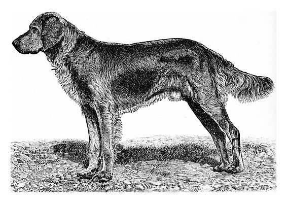 포토 JPG 해외이미지 동물 야생동물 일러스트 자연 생물 미술 사람없음 그래픽 반려동물 수확 골동품 역사 개 묘사 그림 생물학 꼬리 육식동물 판화 늑대 경보 동물상 옛날 해외202004 해외202105 해외포토 교육 농업 포유류 문화예술 조형물 생태계 파일형식