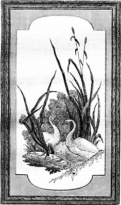 포토 JPG 해외이미지 동물 패턴 일러스트 조류 프레임 미술 사람없음 장식 검은색 중국 수확 골동품 흰색 판넬 역사 묘사 그림 백조 판화 베르사유 옛날 해외202004 해외202105 해외포토 아시아 컬러 무늬 농업 문화예술 파리_프랑스 파일형식