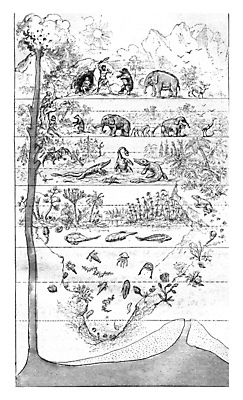 포토 JPG 해외이미지 식물 남자 지구 일러스트 포유류 파충류 이야기 어류 사람없음 검은색 흙 수확 골동품 흰색 해조류 벌레 큼 폭발 준비 그림 화산 침엽수 판화 땅바닥 세기 양치류 옛날 지질학 쥬라기 해외202004 해외202105 해외포토 나무 동물 교육 컬러 곤충 농업 모션 산 바닥 미술 사람 수중동물 해양식물 크기 파일형식