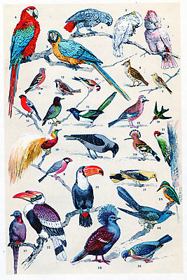 포토 JPG 해외이미지 동물 일러스트 조류 주택 어업 미술 사람없음 빨간색 로켓 수확 골동품 흰색 역사 그림 비둘기 앵무새 참새 도토리 판화 까마귀 마카오 벌새 옛날 재 전설 해외202004 해외202105 해외포토 산업 컬러 농업 문화예술 건물 견과류 파일형식