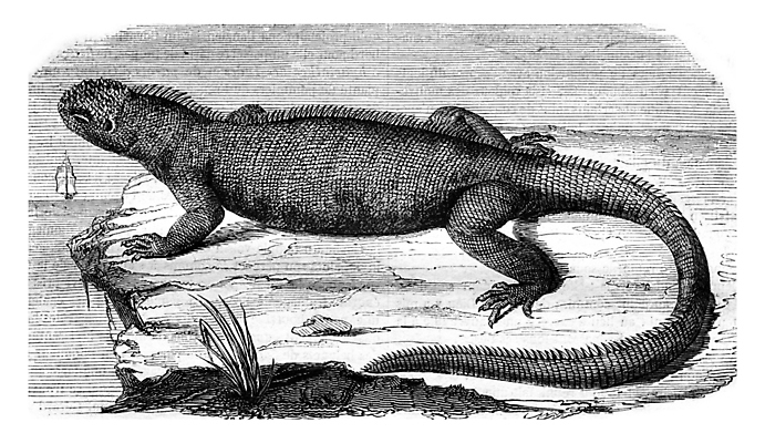 포토 JPG 해외이미지 동물 야생동물 바다 일러스트 파충류 자연 종류 미술 사람없음 검은색 수확 골동품 성장 흰색 역사 그림 생물학 꼬리 도마뱀 이구아나 갈라파고스 판화 내추럴 옛날 해외202004 해외202105 해외포토 교육 컬러 농업 문화예술 생태계 에콰도르 파일형식