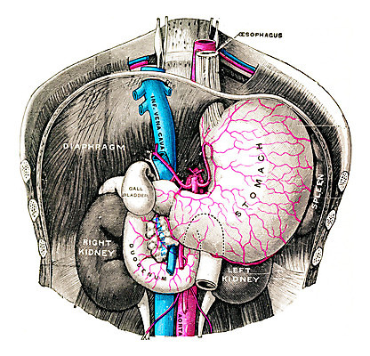 포토 JPG 해외이미지 과학 일러스트 해부 미술 사람 사람없음 수확 골동품 역사 신장 왼쪽 불안 그림 생물학 간 판화 동맥 정맥 옛날 지라 해외202004 해외202105 해외포토 교육 감정 농업 의학 문화예술 장기_의학 비뇨기관 방향 혈관 파일형식