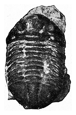 포토 JPG 해외이미지 동물 야생동물 바다 절지류 일러스트 자연 생물 스웨덴 미술 사람없음 검은색 수확 골동품 흰색 역사 그림 생물학 화석 고생물 판화 멸종 동물상 옛날 해외202004 해외202105 해외포토 교육 컬러 농업 문화예술 북유럽 조형물 생태계 파일형식