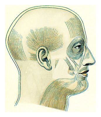 포토 JPG 해외이미지 백인 유럽 얼굴 일러스트 해부 근육 바닥 미술 사람 사람없음 옆모습 머리 수확 골동품 잡기 입 모서리 피부 입술 그림 코 생물학 각도 귀 목 판화 우수 해외202004 해외202105 해외포토 서양인 교육 나라 뷰포인트 농업 의학 모션 문화예술 신체부위 절기 파일형식
