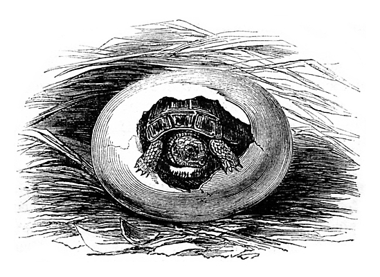 포토 JPG 해외이미지 동물 척추동물 일러스트 초식동물 양서류 미술 사람없음 계란 검은색 수확 골동품 성장 흰색 역사 거북이 그림 박물관 치수 판화 부화 내추럴 옛날 해외202004 해외202105 해외포토 컬러 농업 파충류 문화예술 알 파일형식