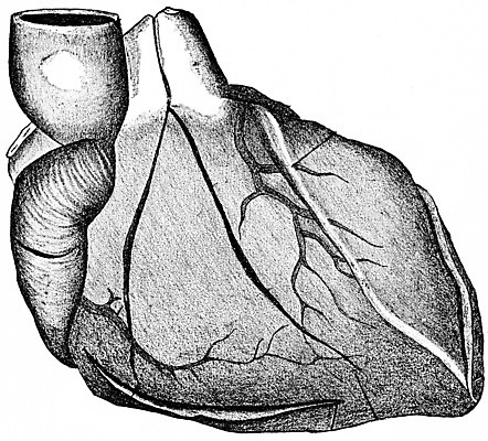 포토 JPG 해외이미지 선 과학 일러스트 부분 미술 사람 사람없음 검은색 시험 수확 골동품 흰색 하트 역사 그림 보여주기 판화 동맥 마지막 옛날 절개 해외202004 해외202105 해외포토 모양 교육 컬러 농업 모션 문화예술 혈관 파일형식