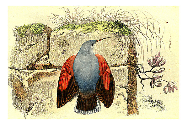 포토 JPG 해외이미지 동물 야생동물 벽 날개 일러스트 자연 조류 생물 미술 사람없음 그래픽 수확 바위 역사 덩굴 깃털 묘사 그림 생물학 부리 동물상 해외202004 해외202105 해외포토 식물 교육 농업 문화예술 조형물 돌_바위 생태계 파일형식