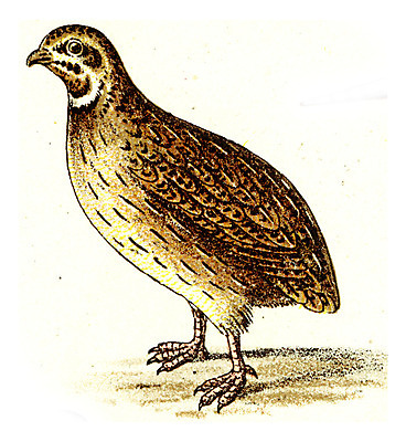 포토 JPG 해외이미지 동물 야생동물 날개 일러스트 자연 조류 생물 종류 미술 사람없음 그래픽 컬러풀 수확 골동품 나뭇가지 역사 깃털 묘사 그림 생물학 부리 판화 동물상 메추리 옛날 해외202004 해외202105 해외포토 나무 교육 컬러 농업 문화예술 조형물 생태계 파일형식