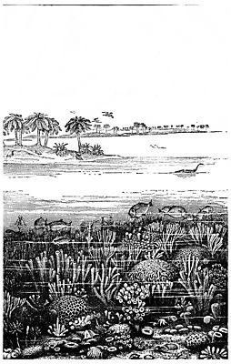 포토 JPG 해외이미지 나무 식물 동물 바다 일러스트 자연 조류 생물 오리 어류 미술 사람없음 물 검은색 수영 프랑스 수확 골동품 흰색 해조류 역사 산호 그림 생물학 판화 내추럴 기간 옛날 쥬라기 해외202004 해외202105 해외포토 자연요소 교육 유럽 컬러 농업 문화예술 수중동물 수상스포츠 해양식물 자포동물 생태계 파일형식