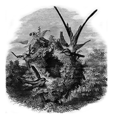 포토 JPG 해외이미지 동물 꽃 일러스트 조류 미술 사람없음 검은색 수확 골동품 흰색 둥지 스케치 그림 판화 벌새 옛날 해외202004 해외202105 해외포토 식물 컬러 농업 문화예술 파일형식