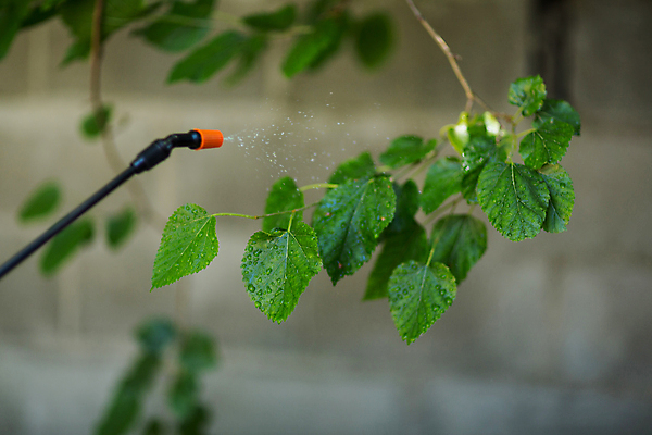 포토 JPG 해외이미지 나무 산업 잎 안전 사람없음 야외 초록색 환경 검은색 장비 나뭇가지 해충 보호 컨테이너 서비스 환경보전 원예 스프레이 분무기 작업도구 DIY 농약 농약살포기 제어 제초제 화학물질 해외202105 해외포토 식물 컬러 컨셉 취미 도구 화학 벌레 사회이슈 파일형식