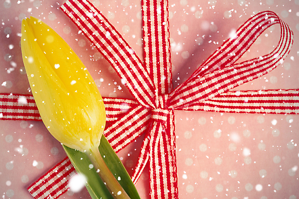 포토 JPG 해외이미지 식물 꽃잎 꽃 리본 줄기 분홍색 잎 자연 선물 사람없음 빨간색 초록색 상자 노란색 물방울무늬 튤립 벚꽃 눈송이 개화 떨어짐 묶기 내추럴 깅엄 해외202105 해외포토 컬러 컨셉 무늬 모션 눈_날씨 생태계 파일형식