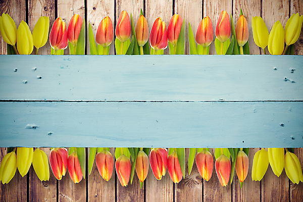 포토 JPG 해외이미지 식물 직업 응시 꽃잎 꽃 행복 줄기 백그라운드 잎 오렌지 텍스트 응원 상상 자연 성공 바닥 아이디어 서기 사람없음 목재 컴퓨터그래픽 빨간색 초록색 파란색 단어 갈색 노란색 디지털 봄 튤립 벚꽃 신선 자신감 개화 그룹 널 엉덩이 박수 순수 내추럴 감탄 구두점 기르기 슬로건 스타일 카피스페이스 파케트 유행어 해외202105 해외포토 나무 문자 시선 계절 감정 컬러 컨셉 과일 재료 모션 손짓 신체부위 그래픽 유행 공백 생태계 구두상점 돌봄 파일형식