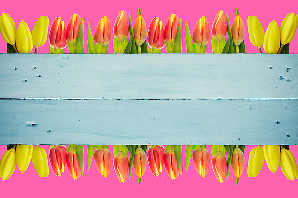 포토 JPG 해외이미지 식물 직업 응시 꽃잎 꽃 행복 줄기 분홍색 백그라운드 잎 오렌지 텍스트 관계 응원 상상 자연 성공 바닥 함께함 서기 사람없음 목재 빨간색 초록색 파란색 단어 노란색 봄 튤립 벚꽃 기록 신선 자신감 개화 그룹 엉덩이 박수 순수 내추럴 감탄 구두점 기르기 심각 스타일 카피스페이스 파케트 해외202105 해외포토 나무 문자 시선 계절 감정 컬러 컨셉 과일 재료 모션 손짓 신체부위 공백 생태계 구두상점 돌봄 파일형식