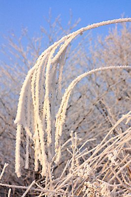 포토 JPG 주간 계절 겨울 자연 눈꽃 풍경 사람없음 야외 나뭇가지 눈 국내포토 자연요소 나무 날씨 눈_날씨 생태계 파일형식