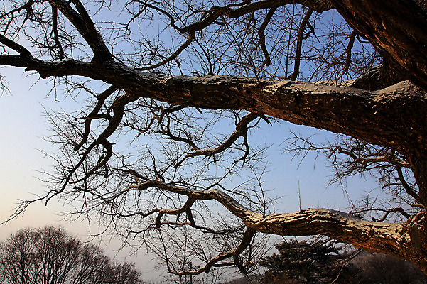 포토 JPG 주간 나무 식물 계절 겨울 자연 풍경 사람없음 야외 빛 나뭇가지 국내포토 자연요소 생태계 파일형식