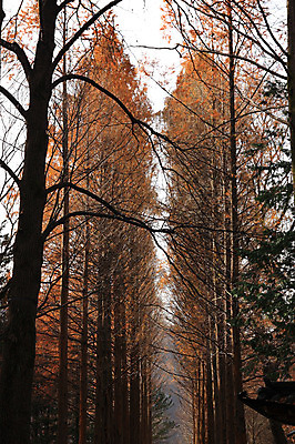 포토 JPG 주간 나무 식물 계절 길 겨울 자연 풍경 사람없음 야외 나뭇가지 숲 국내포토 자연요소 생태계 파일형식