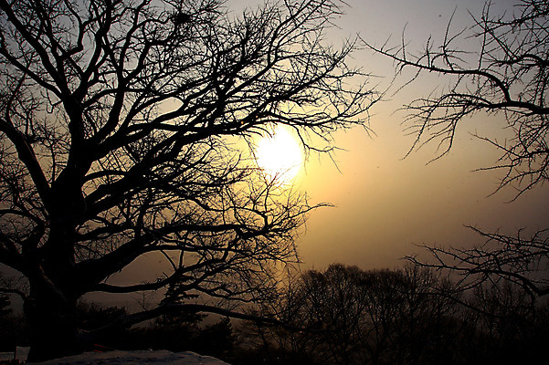 포토 JPG 주간 나무 식물 계절 실루엣 겨울 자연 풍경 사람없음 야외 태양 일출 나뭇가지 국내포토 자연요소 촬영기법 노을 생태계 파일형식