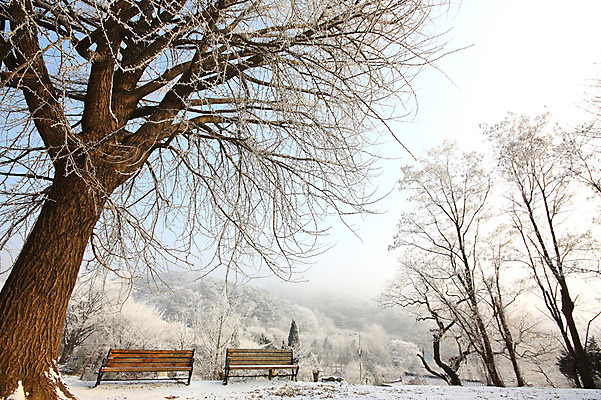 포토 JPG 주간 나무 식물 계절 설경 겨울 벤치 의자 자연 풍경 사람없음 야외 나뭇가지 국내포토 자연요소 가구 생태계 파일형식