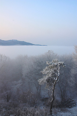 포토 JPG 주간 나무 식물 계절 설경 겨울 자연 눈꽃 풍경 사람없음 야외 숲 운해 국내포토 자연요소 눈_날씨 생태계 파일형식 구름_자연