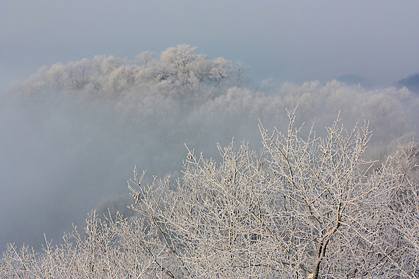 포토 JPG 주간 나무 식물 계절 설경 겨울 자연 눈꽃 풍경 사람없음 야외 안개 눈 운해 국내포토 자연요소 날씨 눈_날씨 생태계 파일형식 구름_자연