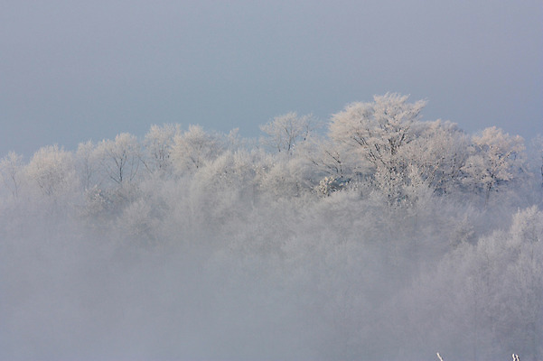 포토 JPG 주간 나무 식물 계절 설경 겨울 자연 눈꽃 풍경 사람없음 야외 안개 눈 운해 국내포토 자연요소 날씨 눈_날씨 생태계 파일형식 구름_자연