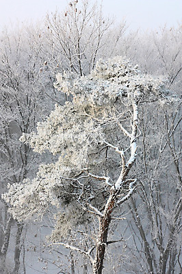 포토 JPG 주간 나무 식물 계절 설경 겨울 자연 눈꽃 풍경 사람없음 야외 눈 국내포토 자연요소 날씨 눈_날씨 생태계 파일형식