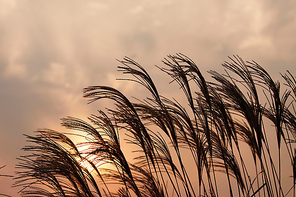 포토 JPG 주간 식물 계절 겨울 자연 한국 풍경 사람없음 야외 풀 억새 국내포토 자연요소 아시아 생태계 파일형식