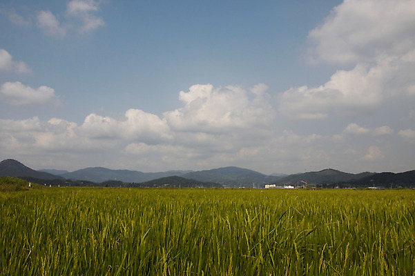 포토 JPG 주간 구름 계절 자연 하늘 한국 논 풍경 초원 사람없음 야외 벼 흰구름 국내포토 자연요소 아시아 농업 곡류 생태계 파일형식 구름_자연