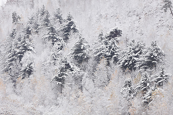 포토 JPG 주간 나무 식물 계절 설경 겨울 자연 산 한국 풍경 사람없음 야외 눈 숲 국내포토 자연요소 아시아 날씨 생태계 파일형식