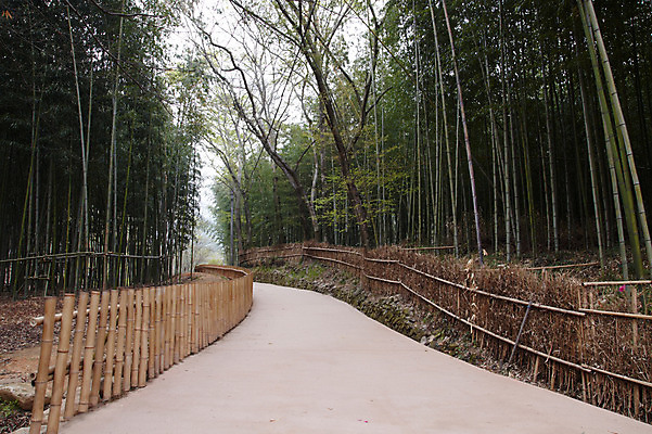 포토 JPG 주간 나무 계절 도로 길 자연 한국 풍경 사람없음 야외 울타리 숲 대나무 대나무숲 국내포토 자연요소 식물 아시아 교통시설 담장 생태계 파일형식