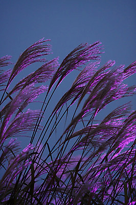 포토 JPG 주간 식물 계절 겨울 자연 한국 풍경 사람없음 야외 풀 억새 국내포토 자연요소 아시아 생태계 파일형식