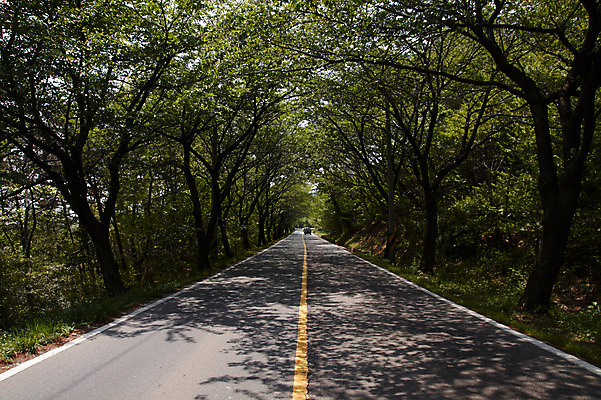 포토 JPG 주간 나무 식물 계절 도로 길 자동차 자연 한국 풍경 사람없음 야외 차도 차선_도로 국내포토 자연요소 아시아 육상교통 교통시설 생태계 파일형식