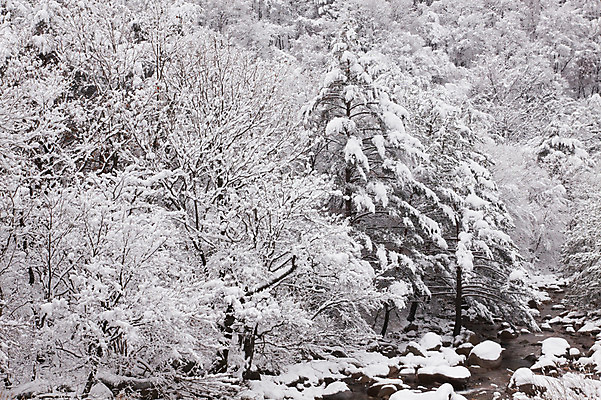 포토 JPG 주간 나무 계절 설경 겨울 자연 산 한국 풍경 사람없음 야외 설원 계곡 눈 개울 숲 국내포토 자연요소 식물 아시아 날씨 눈_날씨 강 생태계 파일형식