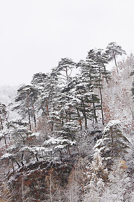 포토 JPG 주간 나무 식물 계절 설경 겨울 자연 산 한국 풍경 사람없음 야외 설원 숲 국내포토 자연요소 아시아 눈_날씨 생태계 파일형식