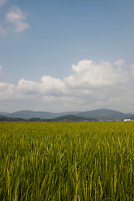 포토 JPG 주간 구름 자연 하늘 한국 논 풍경 초원 사람없음 야외 농경지 벼 농촌 국내포토 자연요소 아시아 농업 곡류 농장 시골 생태계 파일형식